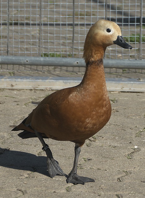 新尝试